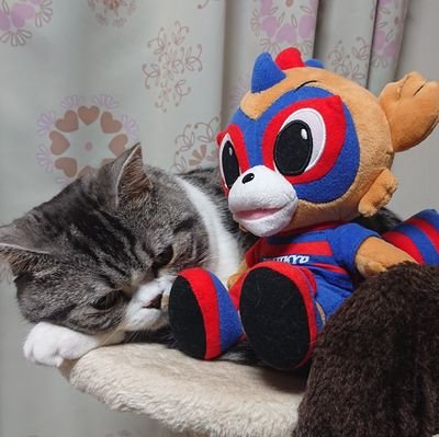 強く、愛される猫をめざしてFC東京を応援していますニャ🐈️💙❤️ #fctokyo