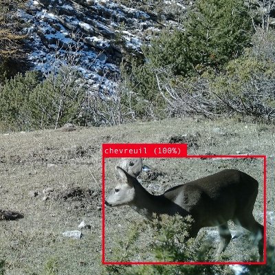 A collaborative initiative to develop a species recognition model for camera-trap pictures, focused on the European fauna. See https://t.co/9sK2VqsJVI