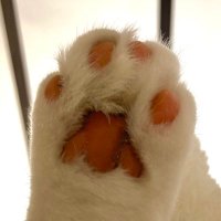 ふるかわ まみ (@raspbery_af) 's Twitter Profile