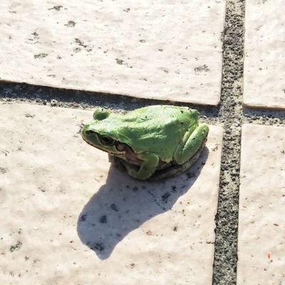 Hideさんのプロフィール画像