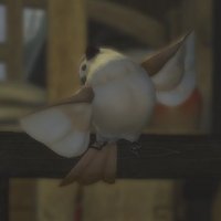 Maya Sparrow (@maya_ffxiv) 's Twitter Profile