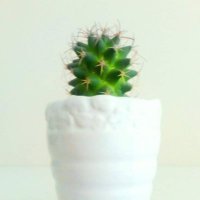 De Cactus 🌵(@DeCactusonline) 's Twitter Profile Photo