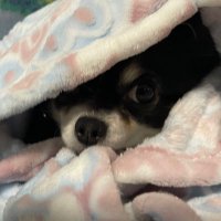 僕 (@kuramu0823) 's Twitter Profile