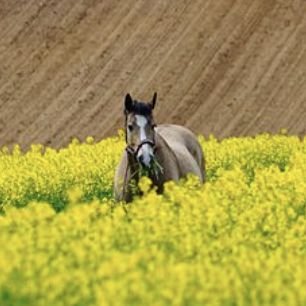 【出資馬】＊ワラウカド🇦🇹(2019~):ファベル,ヴィレム,サクソフィーナ
『君のいない道を行く  忘れられた約束をもう一度するために  先で待つ君に会うために…』