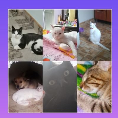 Elizabe99616402's profile picture. Me encantan leer libros de romance juvenil, amo a los gatos y estudio una carrera que me permitirá hacer lo que más me gusta