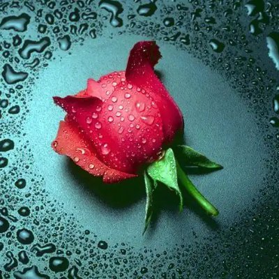 rahim9625's profile picture. BB9TAD7S