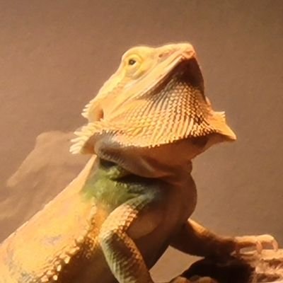 I like bearded dragons, gaming, and cooking. 

you dah bomb