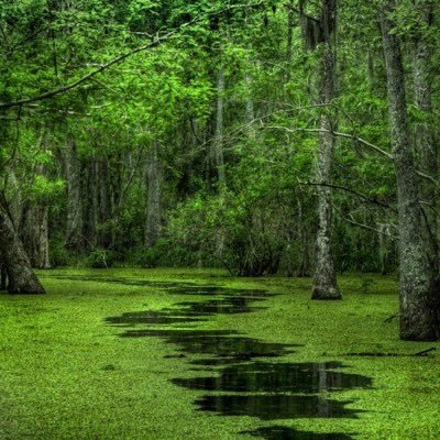 SwampLog10's profile picture. 