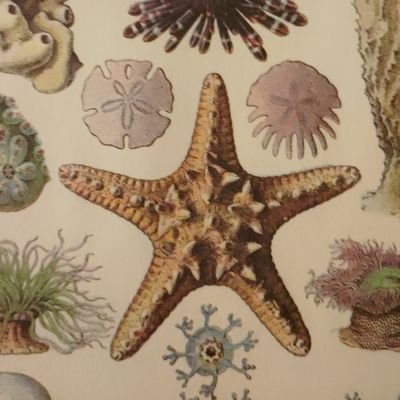 zwiebelfisch_'s profile picture. JIN – JIYAN – AZADÎ  ///
🚯 Nazigedöns & Schwurbler ///❗ Die Waffen nieder! Нет войне ❗#NieWiederIstJetzt ♀️#FrauengegenMerz