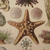 Resilienz 🇪🇺🍊☕ (@zwiebelfisch_) Twitter profile photo