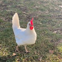 Allie B. (@programmaddicts) 's Twitter Profile