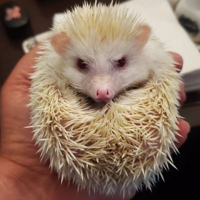 🇺🇸🇨🇦🇵🇷  97% albino hedgegog.  If I've followed you but our politics don't sync, don't bug; I'm not trolling, I just think you're interesting. #Pooligan.