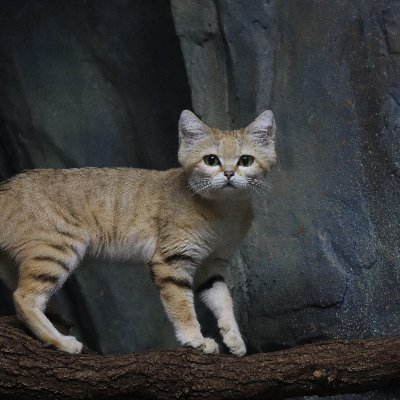 動物大好き💓スナネコアミーラちゃんに誘われて動物園に通うように。スナネコ4姉妹😺💕動物達の保全に尽くす方々を応援しています✨個人的な動物情報おまとめ用アカウントです📝✨