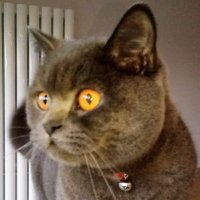 Fiona T (@fionatinker3) 's Twitter Profile