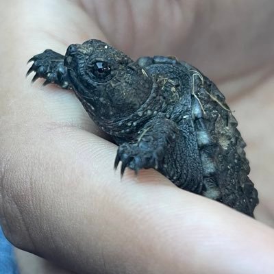 purplechromati's profile picture. 