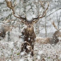 Shan .Magsi (@shanmagsi11) 's Twitter Profile