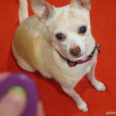 All Things Chihuahua is a blog with care, grooming and training tips for #chihuahuas. Please visit us at https://t.co/iZU4lO8sPY