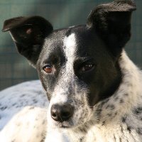The K9 Project (@thek9project) 's Twitter Profile