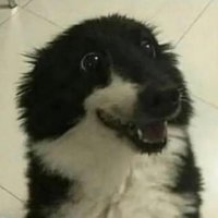 Cake (@codycakeco) 's Twitter Profile