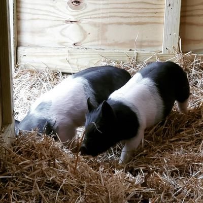 BabyPig51105903's profile picture. என்னவோ பொறந்துட்டோம் புடுங்கற வரைக்கும் புடுங்குவோம்.