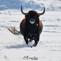 El Rey Toro (@elreytoro2) 's Twitter Profile Photo El Rey Toro (@elreytoro2) 's Twitter Profile Photo