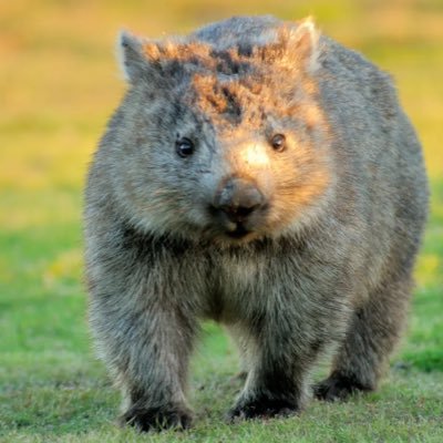Im_a_Wombat's profile picture. 