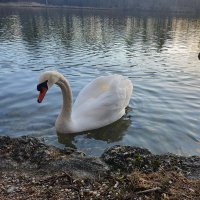 Singing swan's world (@la_morenaserena) Twitter profile photo