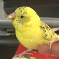 4 silly boys ! (@scibirdtwt) 's Twitter Profile