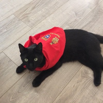 Catbiq64's profile picture. Carpe Diem 
Le bien l’emporte toujours sur le mal, le créateur l’a décidé ainsi