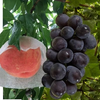 瀬戸→愛知農大 果樹🍑担当→雇用就農 🍇→2020年愛知県丹羽郡大口町🍇 2022年犬山市🍑
農家4年目です！
インスタグラムhttps://t.co/coD8ad8NNn将来和服で1年過ごすのが夢です！
公式LINE
https://t.co/FxEiCagnVS