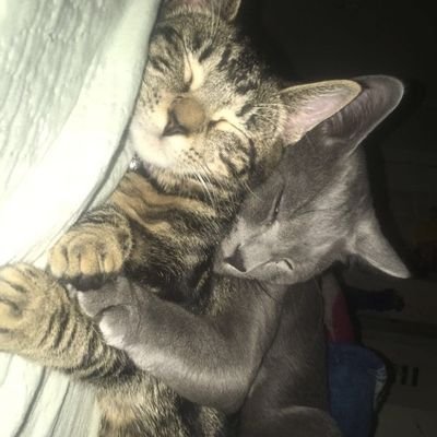 samwolf_280's profile picture. 