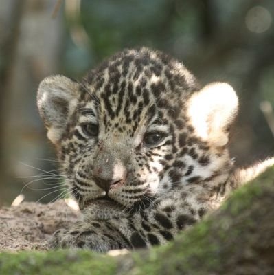 LU4BME_Martin's profile picture. Passionate about technology and Nature lover.

The QSO is short, the QSL is forever!