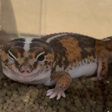 j3EMB2Py7OSPE3m's profile picture. レオパ🤍ニシアフ🤍フトアゴ🤍ウーパールーパー🤍フクロモモンガ🤍ゴールコンダアクマヤモリ🤍ボールパイソン🤍クレス🤍ヘリスジヒルヤモリ🤍トッケイ🤍 ミヤコヒキガエル🤍と暮らしてます😆まだまだ爬虫類飼育初心者ですがよろしくお願いします🤲