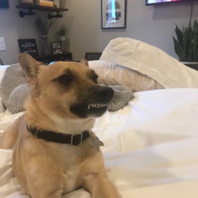 muuuurs's profile picture. Well aren’t you a hot-diggity-dog and a scalawag, to boot