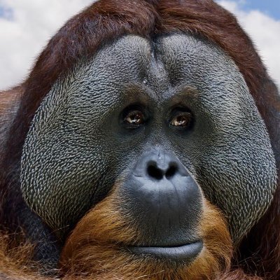 GingerKingB's profile picture. Teaching myself coding and video editing from scratch to become a web3 digital nomad ----------------

Starting date: November 2022

$ETH $LINK $VRA