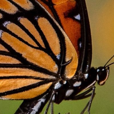 Lololayla812's profile picture. 