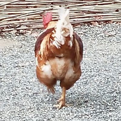 ２垢目