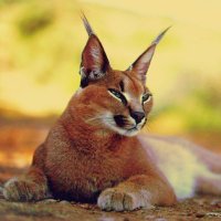 Conscious Caracal 🇿🇦(@ConCaracal) 's Twitter Profile Photo