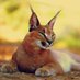 Conscious Caracal 🇿🇦 Profile picture