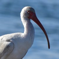 Bellezas de la Baja California Sur (@bellezasdelabcs) 's Twitter Profile