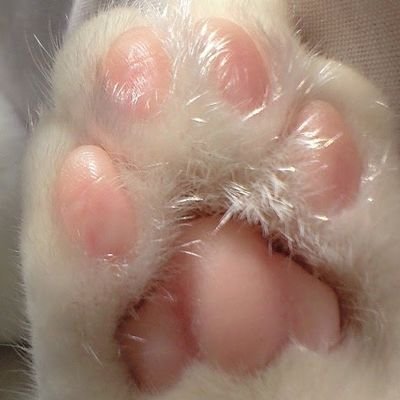 FK26792654's profile picture. 猫に噛まれる毎日。犬もいる。旅行行きたいと言いながら出不精。土偶より土器派。基本呟かないが偶に連投するのは宇宙戦艦ヤマトの音楽のこと。ハイキュー!!からVリーグちょっと見るようになった。地元にチームあればいいのに。