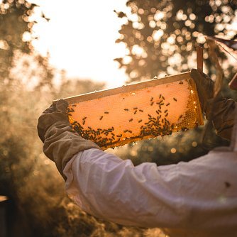 Follow along to learn about the fascinating world of bees & my life as a professional beekeeper