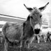 EselDonkeyl‘âne (@eseldonkeyl) Twitter profile photo EselDonkeyl‘âne (@eseldonkeyl) Twitter profile photo