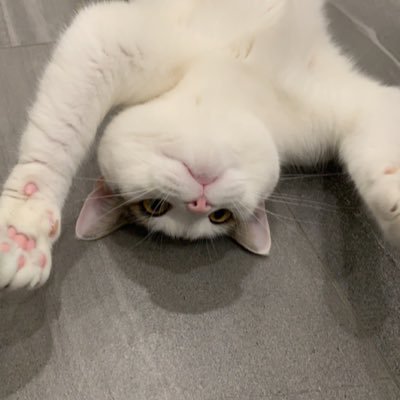 linorial's profile picture. 