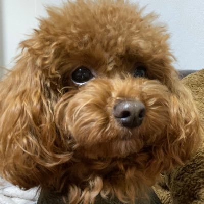 2022.01.07〜 Twitterは欲望に素直に!でスタート。…欲望のままにフォローしてたら、一気に増えてしまった。 (エロの化身)2022.01.31〜頑張ってフォローしすぎた人を整理するぞ!(20250529〜本当に観たい方に照準を。。)