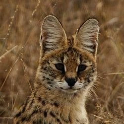 Serval Sentinel