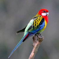 Rosella Biosystem (@rosellabio) 's Twitter Profile