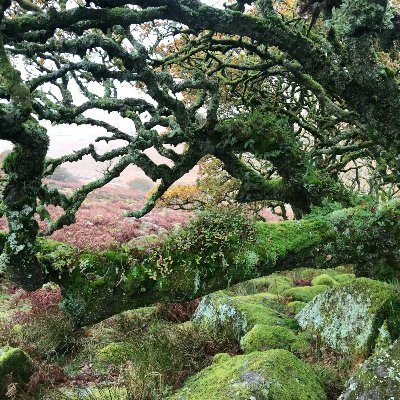 'The Lost Rainforests of Britain' is a campaign led by Guy Shrubsole aiming to explore, photograph, map and restore Britain's lost rainforests.