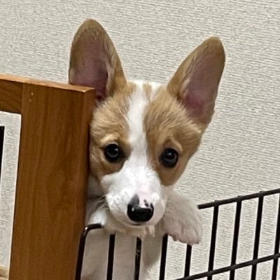 子犬でコーギーの女の子、プリンです(21年10月生まれ)。好奇心旺盛でなんでも気になるし、いたずらします。 趣味・特技 :甘噛み She is a puppy and a Corgi girl. Hobbies :Sweet bite.