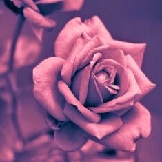 GShkRASvrzX9QSm's profile picture. 意志あれば道は通じるって言葉が好き。猫好き。DM🚫致しません🙏